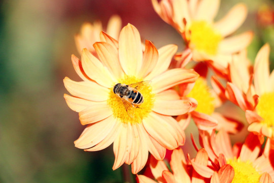 花蕊中的蜜蜂