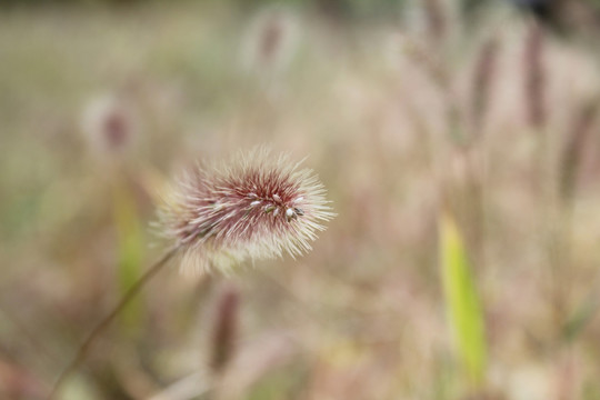 狗尾巴草