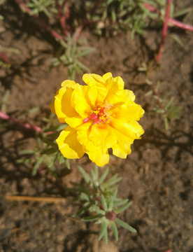 太阳花 小花朵