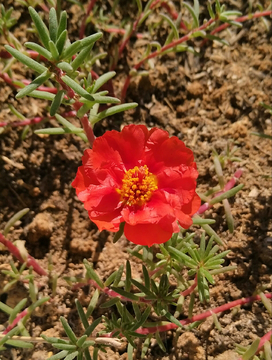 太阳花 小花朵