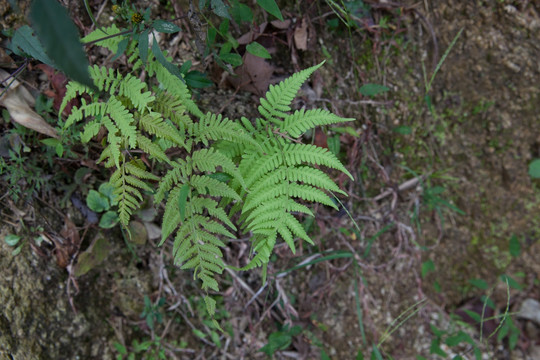 蕨类植物