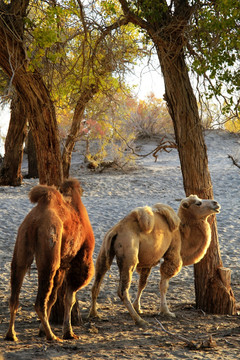 胡杨林晨光中的骆驼