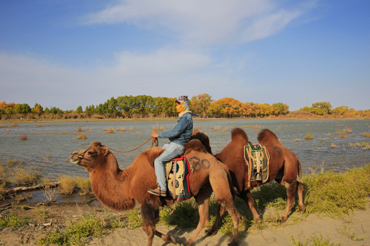 额济纳河边骑骆驼