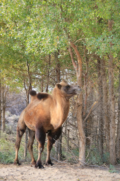 胡杨林下的骆驼