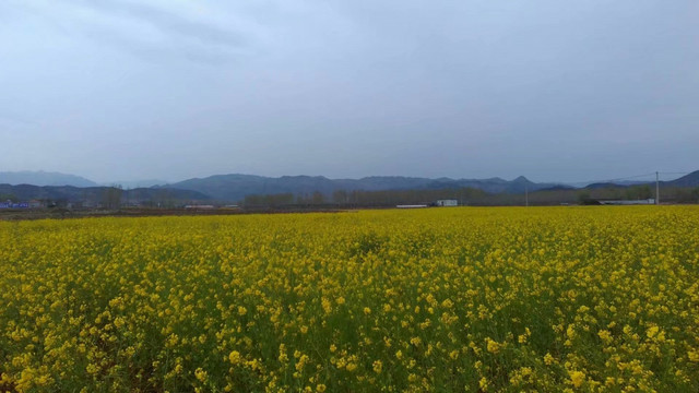 淇阳城村油菜花田