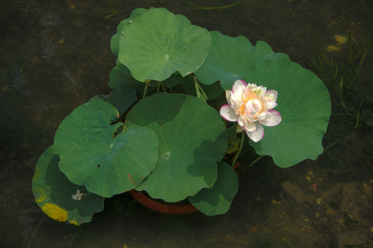 荷花