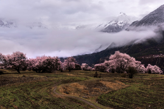 林芝桃花