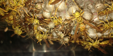 黄蜂