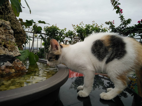 宠物猫