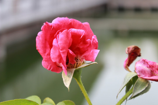 红色的月季花