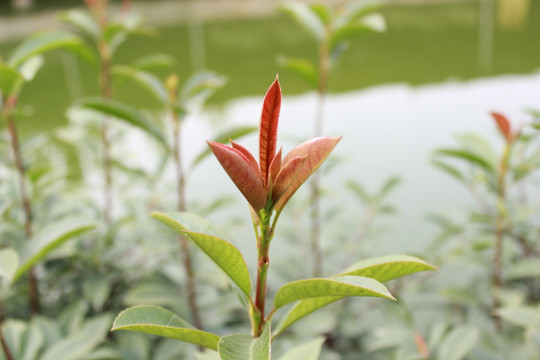 树木发芽