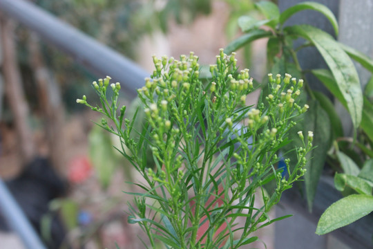 野草