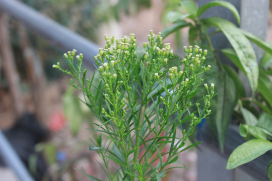 野草
