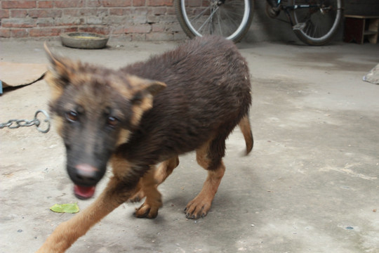 农村土狗牧羊犬小狗