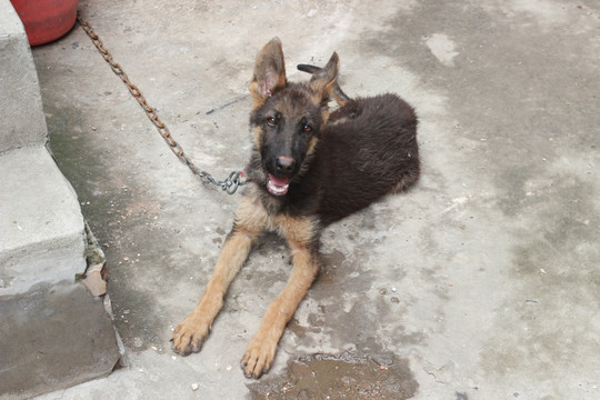 农村土狗牧羊犬