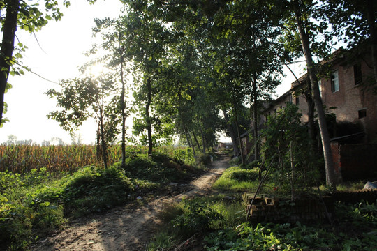 农村风景田间小路