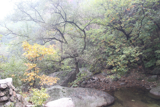 洛阳天池山树木溪流