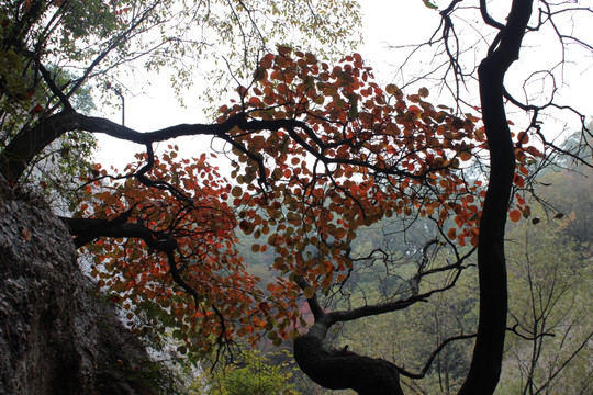 洛阳天池山红叶