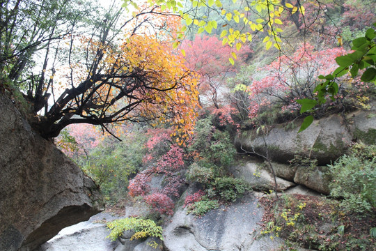 洛阳天池山红叶石壁