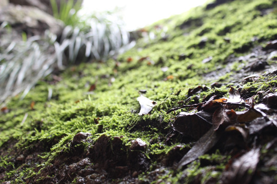 洛阳天池山苔藓