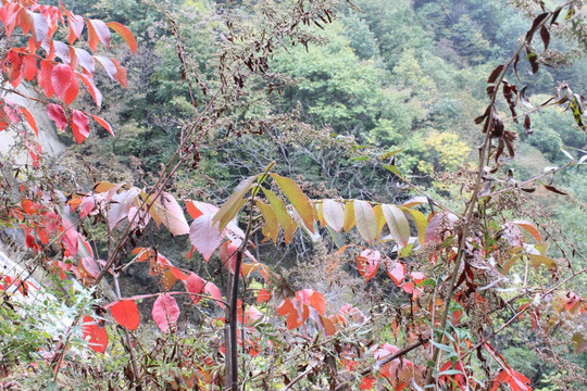 洛阳天池山红叶