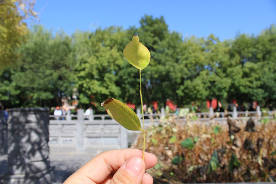 白马寺秋天树叶