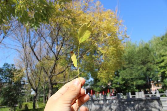白马寺秋天蓝天树叶