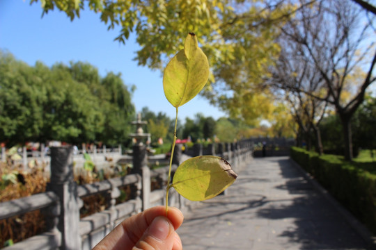 白马寺秋天蓝天树叶