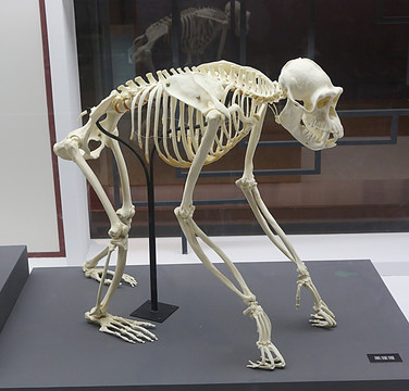 黑猩猩骨架