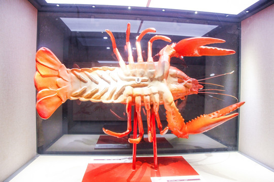 小龙虾3D模型