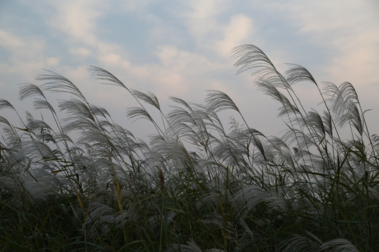 东营黄河口生态旅游区