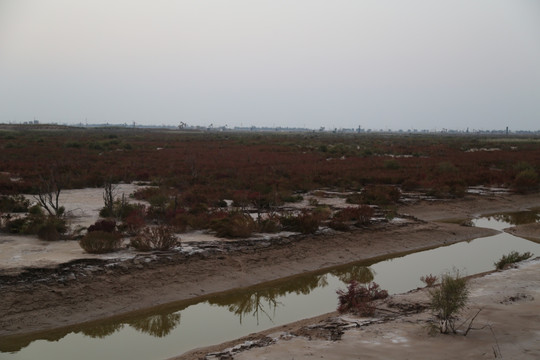 东营黄河口生态旅游区