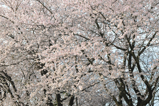 樱花