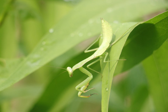 螳螂