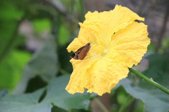 丝瓜花