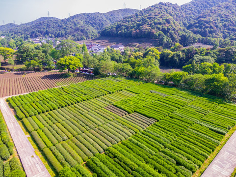 杭州西湖龙井茶园