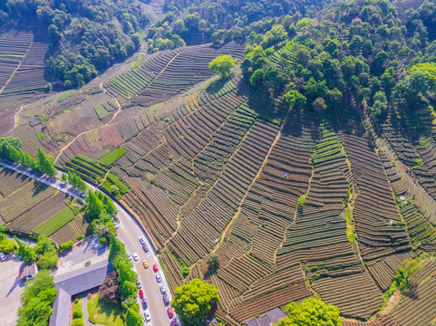 茶山