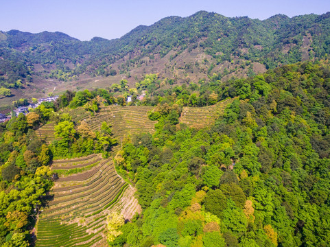 杭州西湖龙井茶园