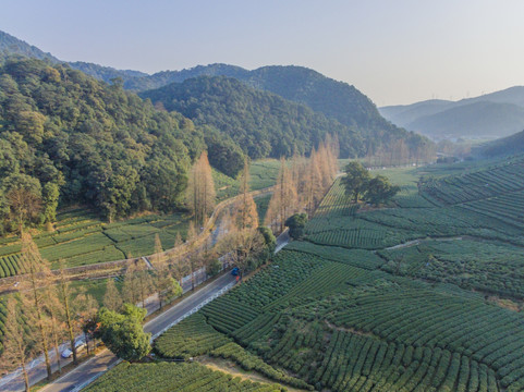 杭州西湖龙井茶园