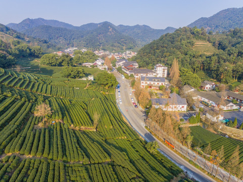 杭州西湖龙井茶园