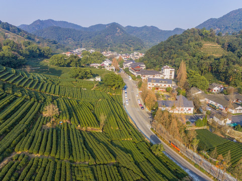 杭州西湖龙井茶园