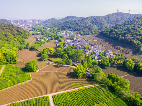 杭州西湖龙井茶园