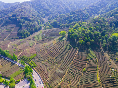 杭州西湖龙井茶园