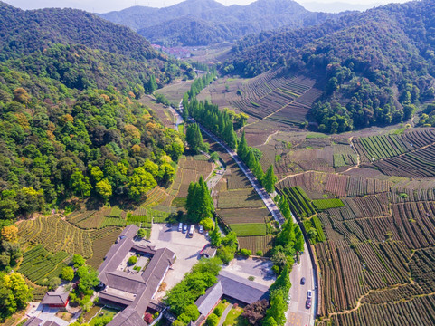 杭州西湖龙井茶园