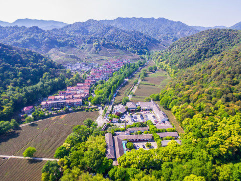 杭州西湖龙井茶园