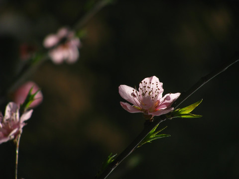 桃花