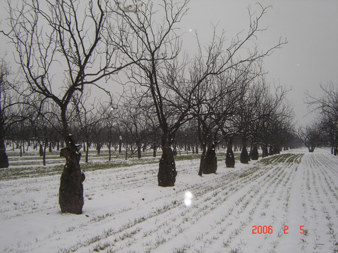 冬天枣树