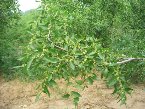 枣树