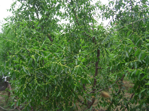 枣树