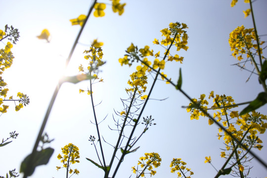 天空和油菜花